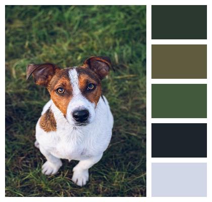 Animal Jack Russel Dog Image